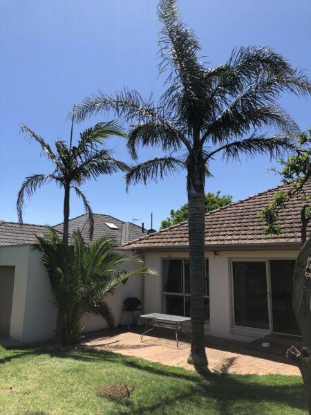 3 mature palm trees free to a good home