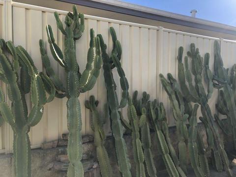Cactus off cuts