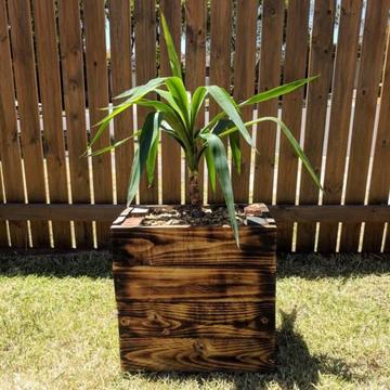 Yucca plant in reclaimed wood planter (40cm x 40cm x 30cm)