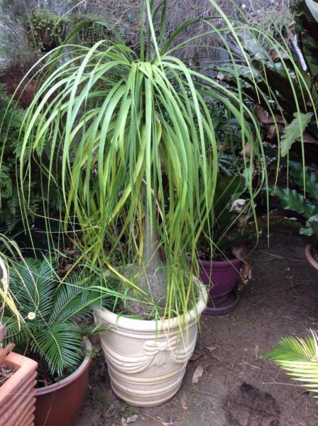 Ponytail palm in large concrete pot