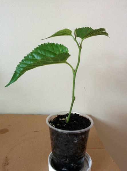 dwarf mulberry plant (black,cutting grown,grows 2-3m,fruit in 2yr