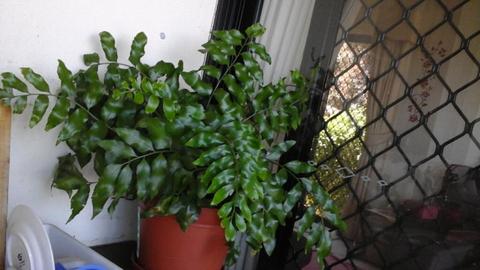 Ferns and Indoor Plants For Sale