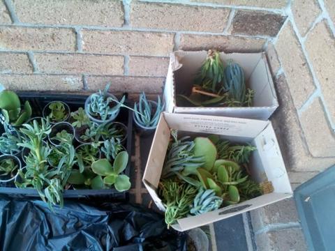 SUCCULENTs- everything in the photo! $25.00 Pickup today only!