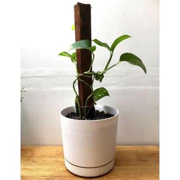 NEW White Pot & Plate with Healthy Established Devils Ivy Indoor Plant