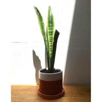 NEW Terracotta Pot & Saucer w Healthy Mother In Law Tongue Snake Plant