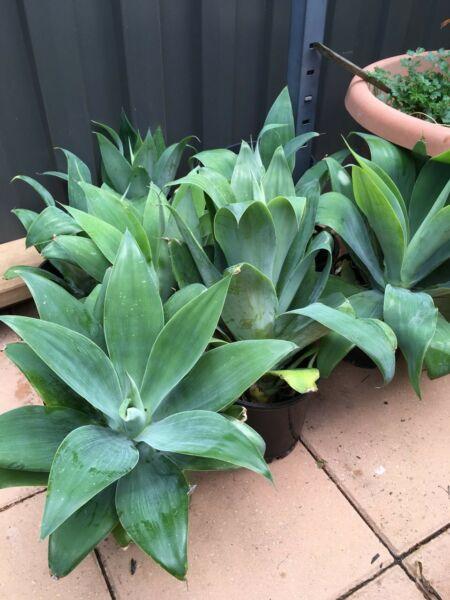 Potted agave