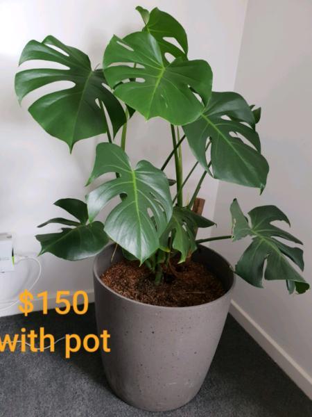 Indoor plants with pots for sale