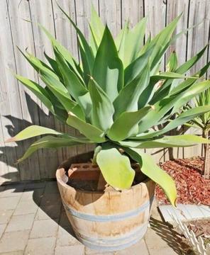 Agave extra large feature plant