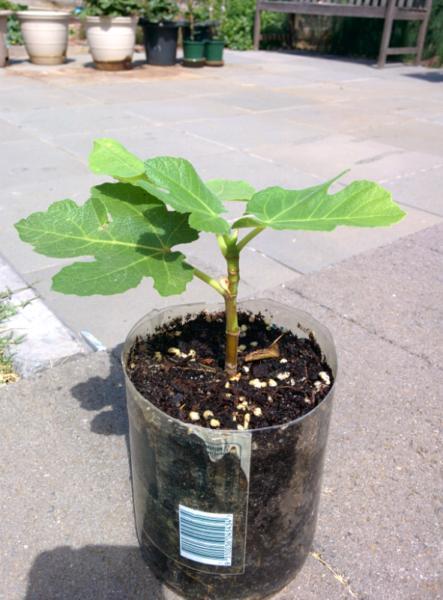 fig tree (clancy, honey strawberry flavour, very prolific)