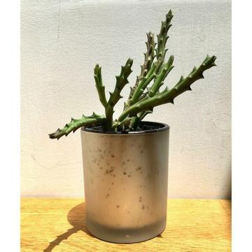 NEW Frosted Glass Pot with Rare Starfish Cactus Flowering Plant