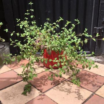Healthy Trailing Lantana Flowering Plant in Red Metal Bucket Pot