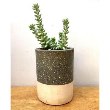 Rustic Look White & Grey Terracotta Pot w Donkey Tail Succulent Plants