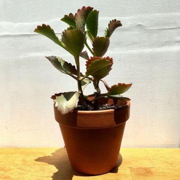 NEW Terracotta Pot with Healthy Established Kalanchoe Succulent Plant