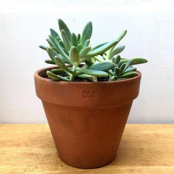 NEW Terracotta Pot with Healthy Established Echeveria Succulent Plants