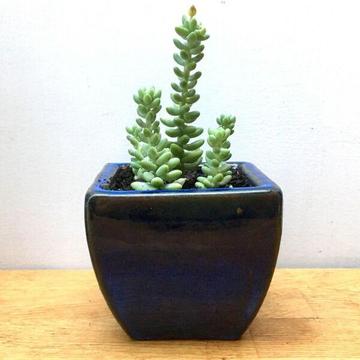 NEW Blue Glazed Terracotta Pot w Healthy Donkey Tail Succulent Plants
