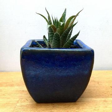NEW Blue Glazed Terracotta Pot w Established Hawthoria Succulent Plant