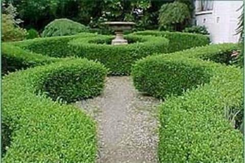 BULK ENGLISH BOX HEDGE PLANTS (Buxus Sempervirens)