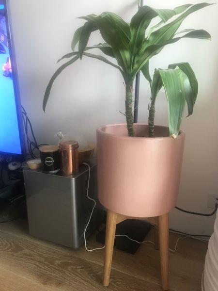 WEST ELM poptplant with plant