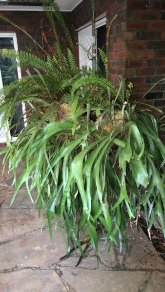 Hanging staghorn fern for sale