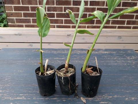 3 galangal plants $10