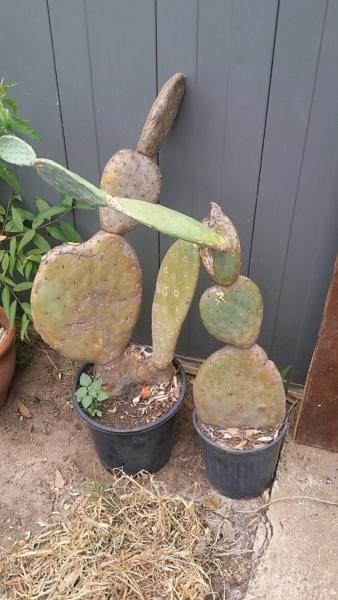 Cactus $ 15