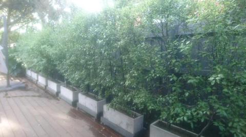 Pittosporum Silver Sheen in planters