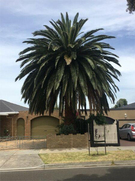 Palm tree for sale