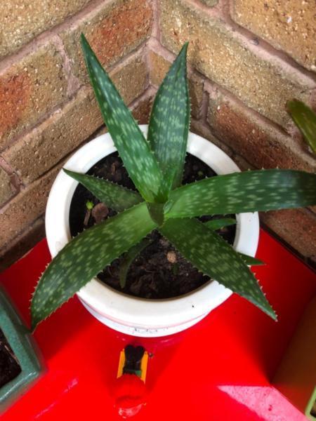 Aloe Vera plant pots