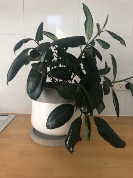 Indoor Plant. Stylish Pot and Tray. Well Established. Easy Care