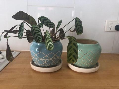 Small Indoor Potted Plant & Spare Pot. Funky Designs with Tray