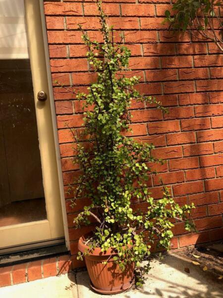 Large jade plant in pot - Easy to grow, needs occasional water