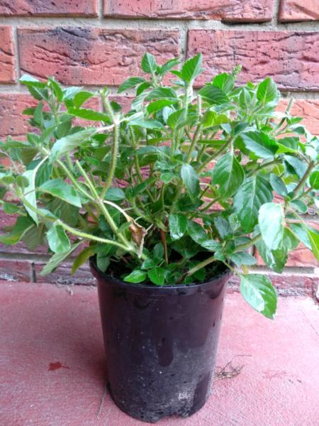Tulsi plants (Indian Basil )