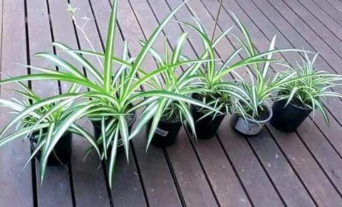 Spider plant. Indoor house plant