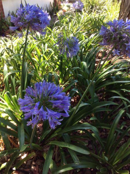 SOLD OUT Agapanthus in 170mm pots