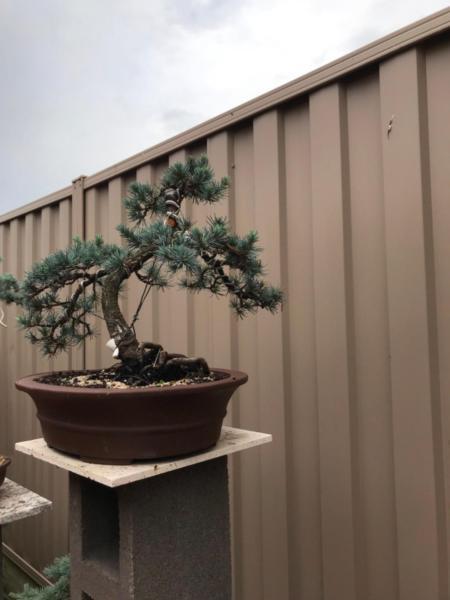 Age blue cedar bonsai plant