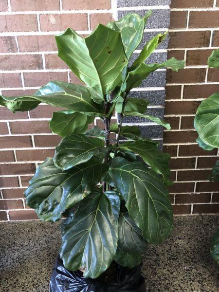 Fiddle Leaf Fig, Bargain Indoor Plant 65% off!! Only 1