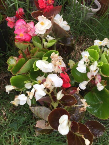 Wax begonias plant with pot 2 for $5