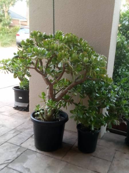 JADE PLANTS FOR SALE BIG SMALL - JUST POTTED - GREAT PRICE