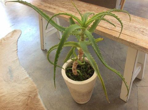 Aloe Plant and Stone Pot