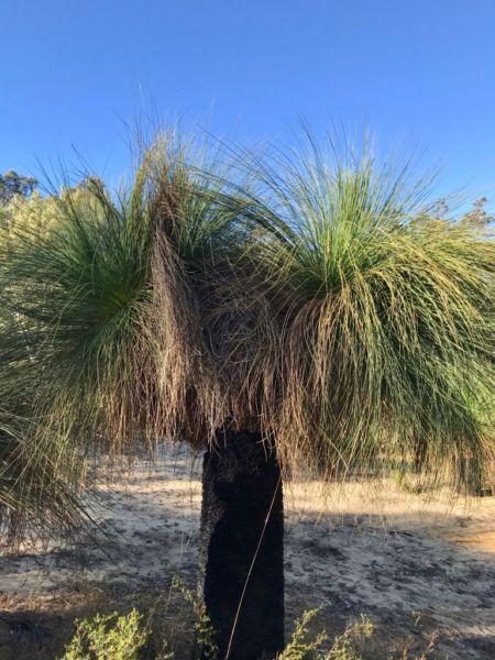 Grass Trees for Sale (Various sizes, buyer removes)