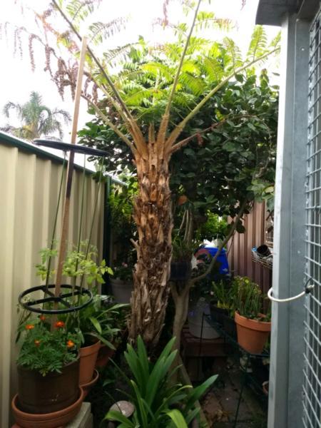Tree fern for sale !!!!