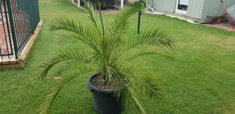Date palm in pot