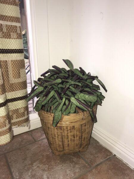 Pot plant indoor plant calathea vintage cane basket house plant