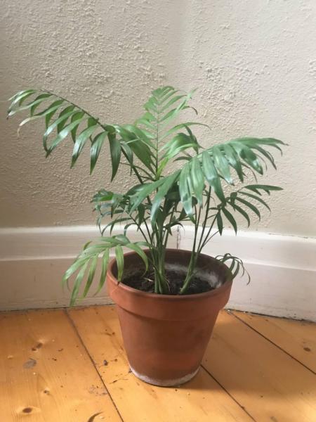 Indoor Palm (Terracotta Pot Included)