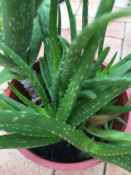 Aloe Vera selling fast $ reduced to sell*
