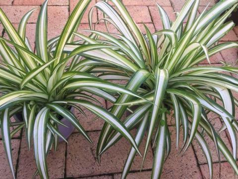 10 Only Spider/ /Ribbon plant