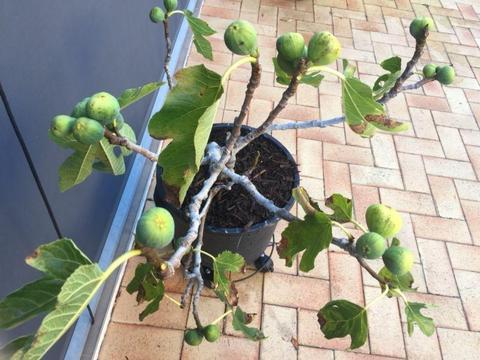 Fig Tree,in large pot
