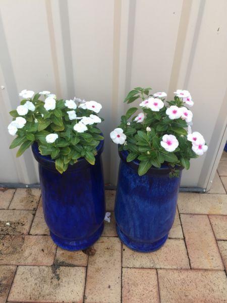 2 Blue ceramic garden pot with plants