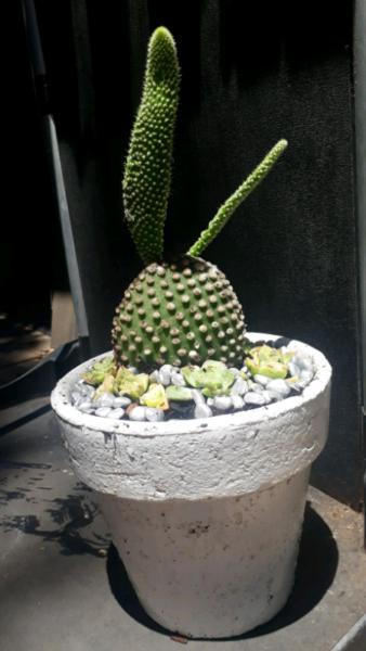 Bunny Ears Cactus Pot Plant