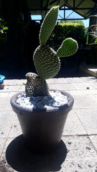 Bunny ear cactus pot plant